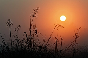 Images Dated 28th January 2024: Tall grass stems silhouetted on foggy sunrise, Oldham County, Kentucky