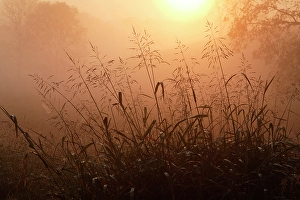Images Dated 28th January 2024: Tall grass stems silhouetted on foggy sunrise, Oldham County, Kentucky