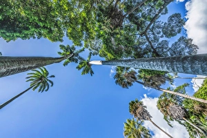 Tall Prints: Very tall grove royal palm tree, Honolulu, Oahu, Hawaii