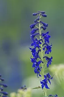 Images Dated 27th July 2007: Tall Larkspur, Delphinium barbeyi, Ouray, San Juan Mountains, Rocky Mountains, Colorado