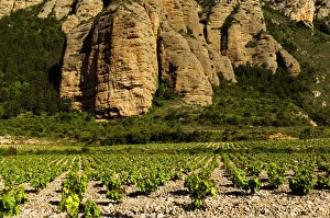 Tall rock columns of Camero Viejo mountains tower over a rocky vineyard near Islallana