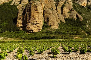 Images Dated 10th May 2006: Tall rock columns of Camero Viejo mountains tower over a rocky vineyard near Islallana