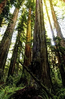 Steve Mohlenkamp Prints: The tallest trees in the world in Redwood National Park in California