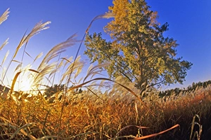 Images Dated 14th May 2010: Tallgrass prairie near Brainerd Minnesota