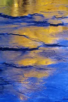 Images Dated 29th July 2010: Tamarack trees reflect on newly formed ice on Lost Creek in the Swan Valley of