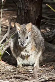 Tammar wallaby (Macropus eugenii) also called dama wallaby or darma wallaby