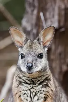 Sweet Prints: Tammar wallaby (Macropus eugenii) also called dama wallaby or darma wallaby