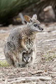 Images Dated 21st November 2011: Tammar wallaby (Macropus eugenii) also called dama wallaby or darma wallaby