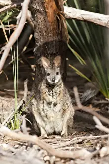 Images Dated 21st November 2011: Tammar wallaby (Macropus eugenii) also called dama wallaby or darma wallaby