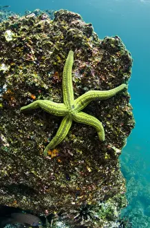 Images Dated 16th December 2014: Tan Sea Star(Phataria unifascialis) GALAPAGOS ISLANDS, Ecuador, South America