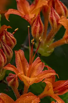 Azalea Prints: Tangerine Delight Azalea flowers in Northeast Harbor, Maine, USA