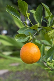 Ripe Prints: Tangerine, New Smyrna Beach, Florida, USA