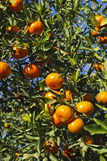 Hidalgo County Prints: Tangerine tree in orange grove, Mission, Texas, winter