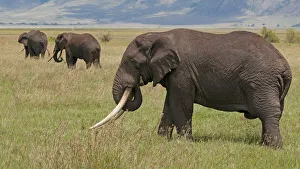 Karen Ann Sullivan Prints: Tanzania, Africa. Three African Elephants grazing