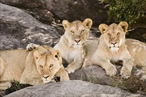 Lion Prints: Tanzania, Africa. Three Lions sit in the shade of a rock outcropping