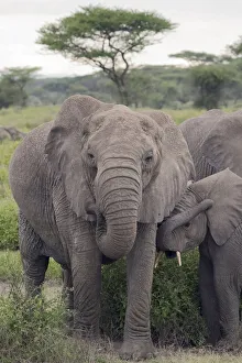 Mother Prints: Tanzania, Africa. Mother African Elephant an young