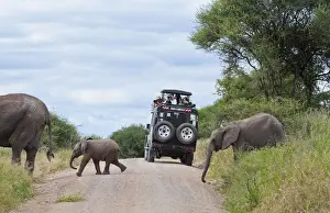 Images Dated 2029 June: Tanzania Africa Tanangire National Park with safari vehicle with tourists enjoying