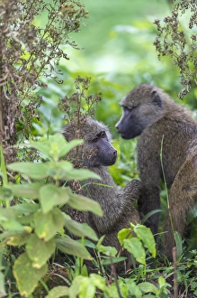 Lee Klopfer Prints: Tanzania, baboons