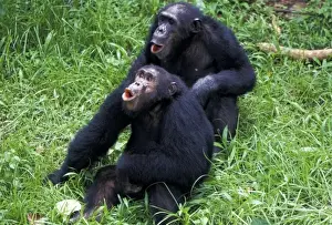 Tanzania, Gombe National Park. Chimpanzee males (pan troglodytes)