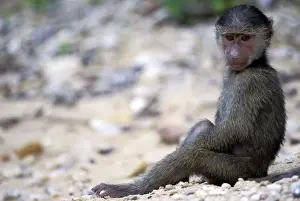Kristin Mosher Prints: Tanzania, Gombe National Park. Olive baboon youth (Papio anubis)