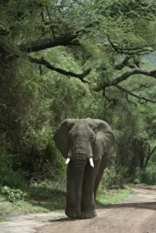 Images Dated 15th March 2006: Tanzania: Lake Manyara National Park, elephant with tusks walking along road (Loxodonta africana)