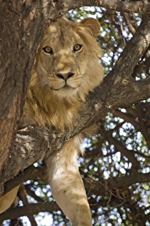 Lincoln Peak Prints: Tanzania, Lake Manyara National Park. Lion in a tree