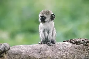 Ngorogoro Crater Prints: Tanzania, Ngorogoro Crater. Close-up of wild vervet monkey baby on log