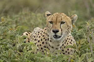 Tanzania, Ngorongoro Conservation Area, Adult Cheetah (Acinonyx jubatas Tanzania, Ngorongoro Conservation Area, Adult Cheetah (Acinonyx jubatas