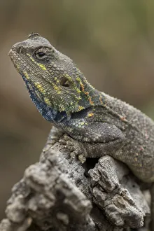Images Dated 25th September 2019: Tanzania, Ngorongoro Conservation Area, Ndutu Plains, Small ant walks across head of