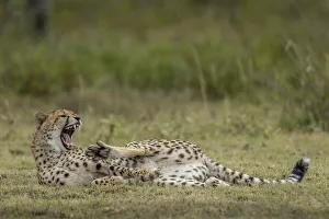 Prints of Tanzania, Ngorongoro Conservation Area, Adult Cheetah (Acinonyx jubatas) stretches and yawns on Ndutu Plains Images Dated 2018 December: Tanzania, Ngorongoro Conservation Area, Adult Cheetah (Acinonyx jubatas