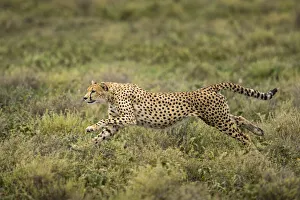 Prints of Tanzania, Ngorongoro Conservation Area, Adult Cheetah (Acinonyx jubatas) begins running while chasing down Wildebeest calf on Ndutu Plains Images Dated 2019 January: Tanzania, Ngorongoro Conservation Area, Adult Cheetah (Acinonyx jubatas