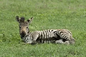 Tanzania: Ngorongoro Crater, baby Burchells zebra (Equus burchelli) lying down