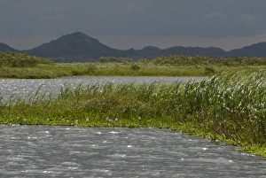 No Water No Life Prints: Tanzania, No Water No Life Mara River Expedition, Kirumi, Mara River, Masurua Swamp
