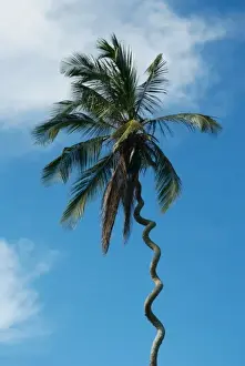 Zanzibar Prints: Tanzania: Zanzibar, curly-que trunk of palm tree inland