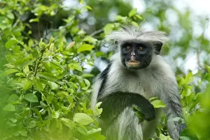 Arboreal Prints: Tanzania, Zanzibar, Jozani NP, Zanzibar red colobus, or Kirks red colobus (Poison