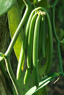 Images Dated 21st March 2006: Tanzania: Zanzibar, Kizimbani (4 miles inland), Bahama Spice Plantation, vanilla pods