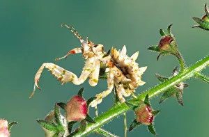 Mantis Prints: Tanzanian Flower Mantis, Pseudocreboter whalbergi, Native to Africa
