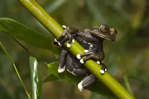 Hanging Prints: Tapichalaca Tree Frog (Hyloscirtus tapichalaca) CAPTIVE Tapichalaca Reserve