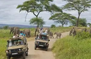 Images Dated 2028 June: Tarangire National Park Tanzania Africa safari close encounter with elephants crossing