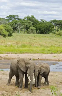 Tarangire National Park Tanzania Africa safari elephants near river grazing on grass