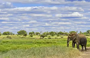 Images Dated 2028: Tarangire National Park Tanzania Africa safari elephants near river grazing on grass
