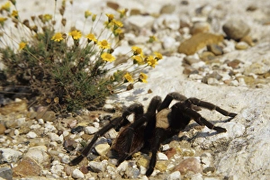 Spider Prints: Tarantula (Aphonopelma sp. ) Starr Co. TX