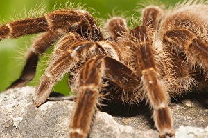 Images Dated 18th July 2005: Tarantula on rocks
