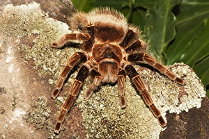 Images Dated 18th July 2005: Tarantula on rocks