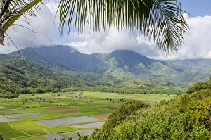 Hawaii Prints: Taro fields in Hanalei National Wildlife Refuge, Hanalei Valley, Kauai, Hawaii