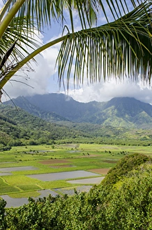 Hawaii Prints: Taro fields in Hanalei National Wildlife Refuge, Hanalei Valley, Kauai, Hawaii