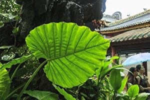 Guangzhou Prints: Taro plant or Elephant Ear (Colocasia esculenta), Foshan Ancestral Temple, Foshan