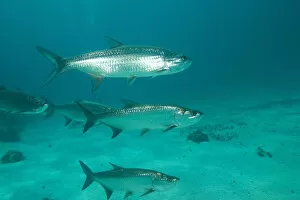 Images Dated 4th May 2004: Tarpon, Hol Chan Marine Park, Ambergris Caye, Belize
