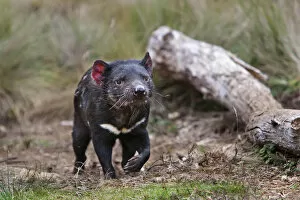 Images Dated 5th March 2006: The Tasmanian Devil (Sarcophilus harrisii) is the largest of the Dasyuridae, strictly protected