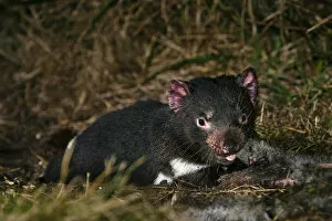 Images Dated 2nd March 2006: Tasmanian Devil (Sarcophilus harrisii) feeding on carrion (roadkill used as bait) during the night